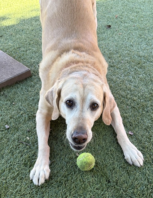 Joy-8 Years old (Golden Retriever/Lab mix) Female - Image 4