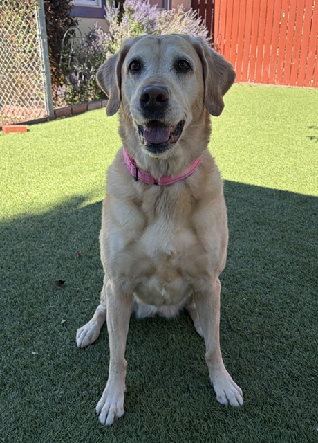 Joy-8 Years old (Golden Retriever/Lab mix) Female - Image 5