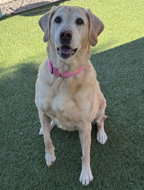 Joy-8 Years old (Golden Retriever/Lab mix) Female - Image 6