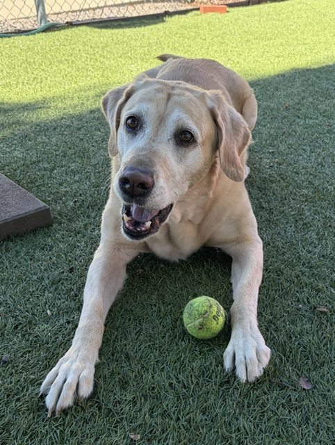Joy-8 Years old (Golden Retriever/Lab mix) Female - Image 7