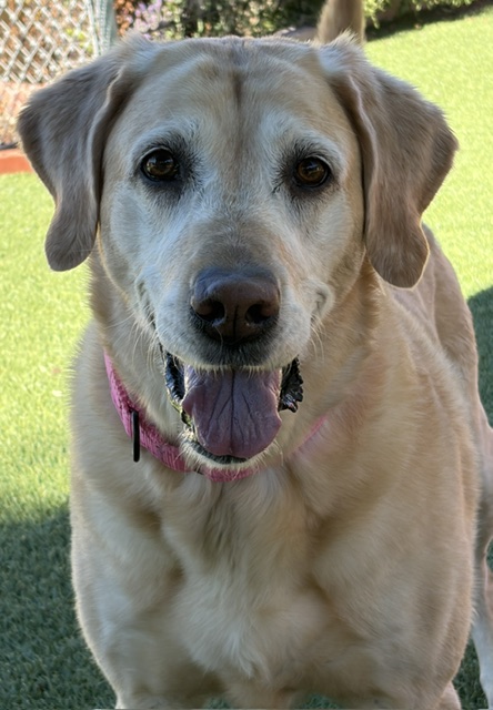 Joy-8 Years old (Golden Retriever/Lab mix) Female - Image 8