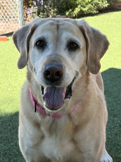Joy-8 Years old (Golden Retriever/Lab mix) Female - Image 9